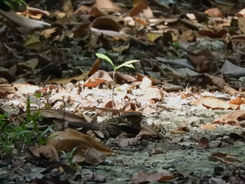Andaman Nightjar