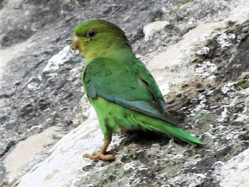 Andean Parakeet, Photos 3