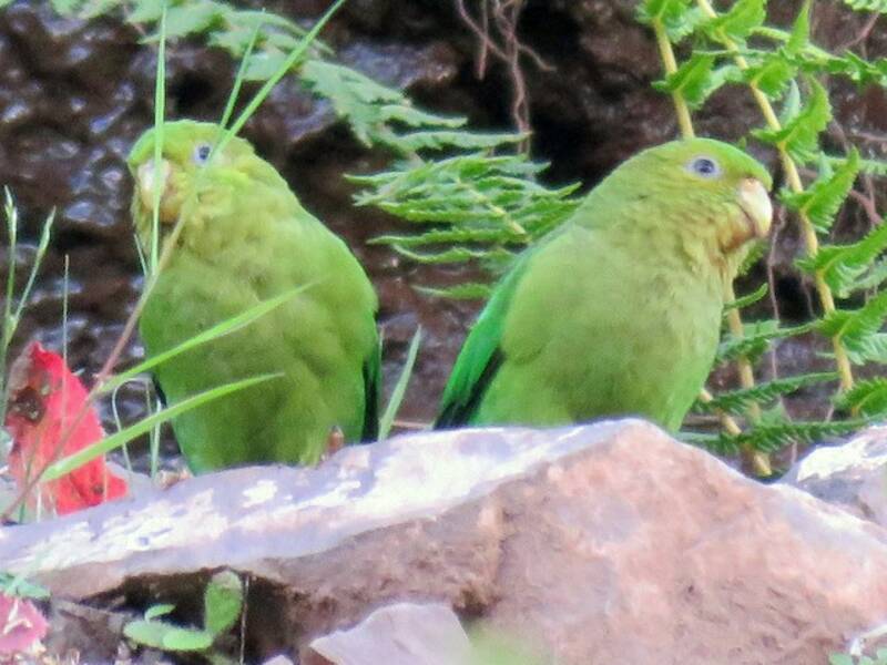 Andean Parakeet, Photos 2