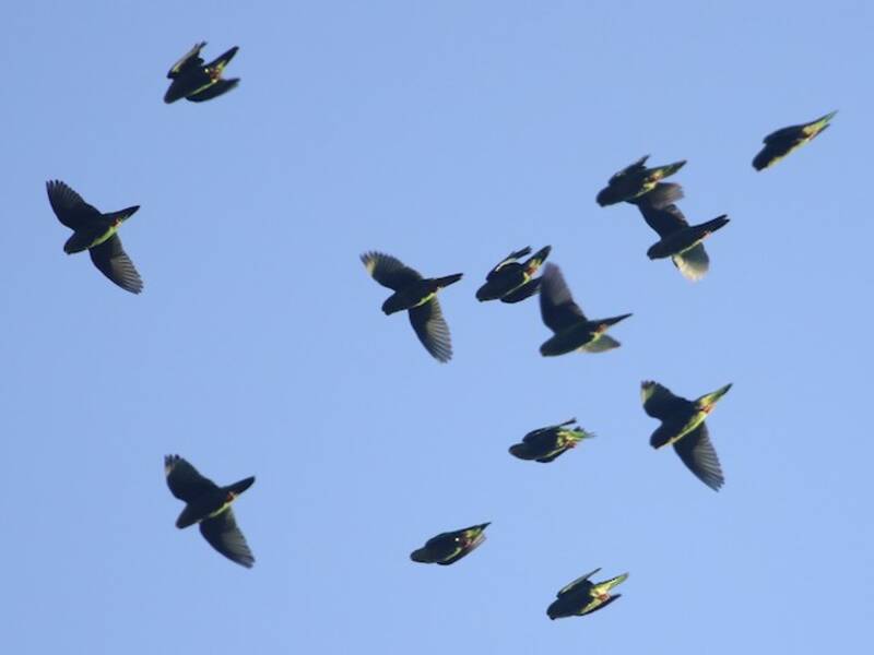 Andean Parakeet, Photos 4