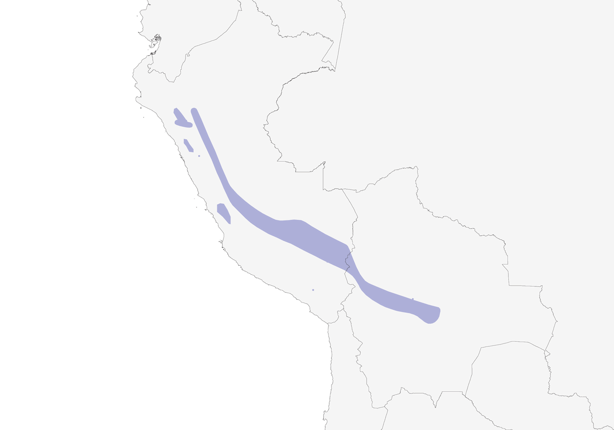 Andean Parakeet, Distribution 1