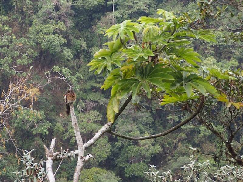 Andean Potoo