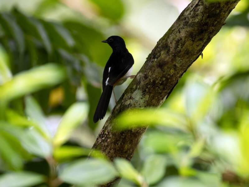 Shama de Andamán, Fotos 2