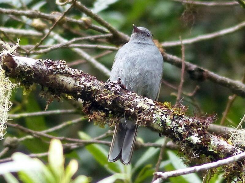 Andean Solitaire, 照片 4