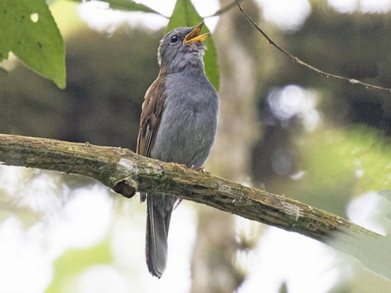 Andean Solitaire, 照片 3