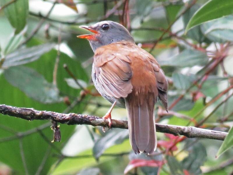 Andean Solitaire, 照片 2