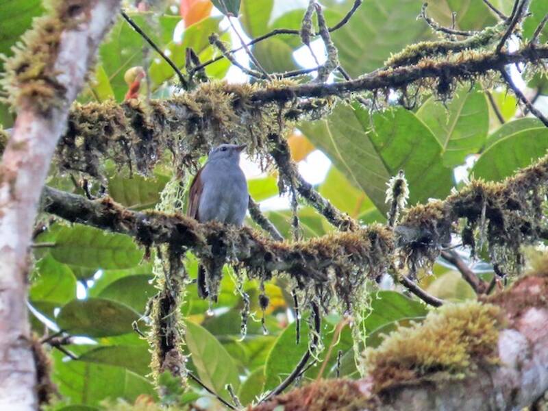 Andean Solitaire