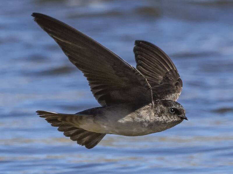 Golondrina andina, Fotos 4