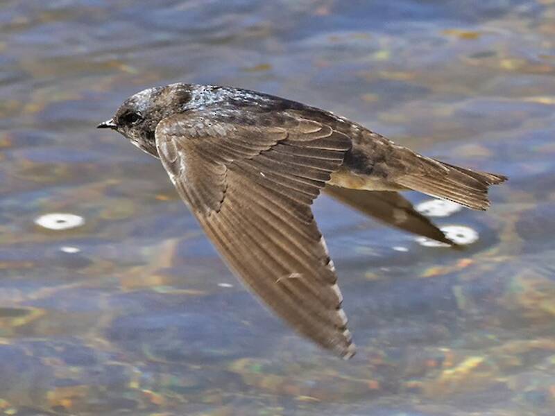 Golondrina andina