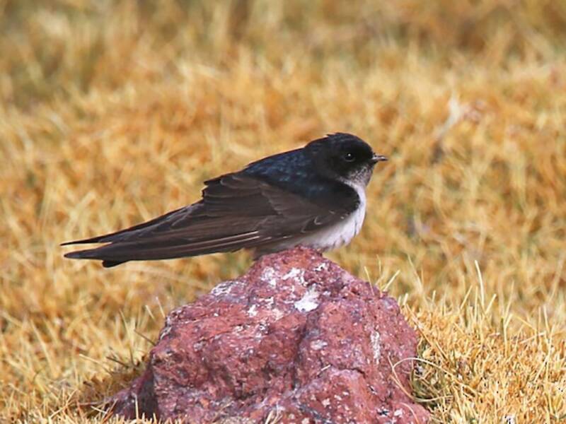 Golondrina andina, Fotos 2