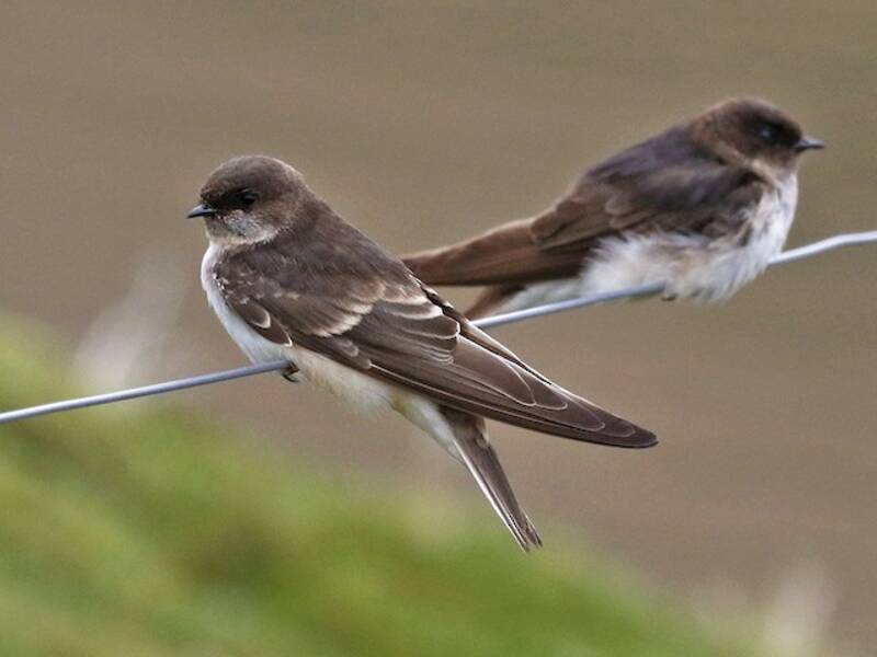 Golondrina andina, Fotos 3