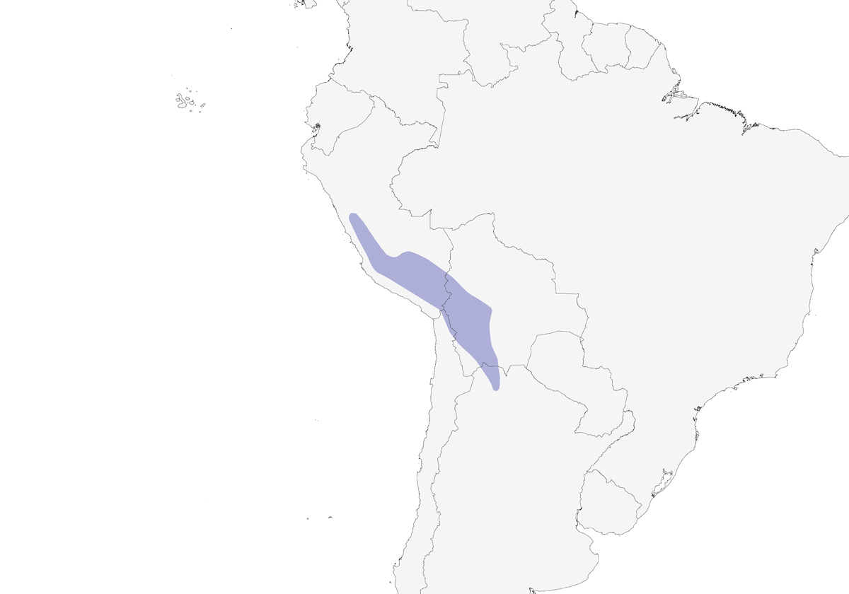 Golondrina andina, Distribución 1