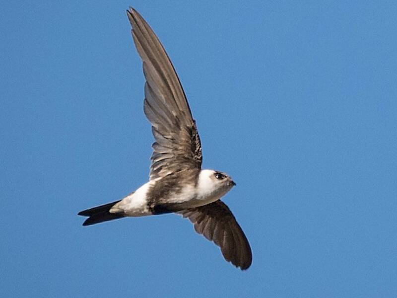 Andean Swift, Photos 3