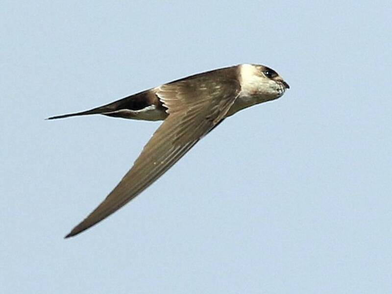 Andean Swift, Photos 2