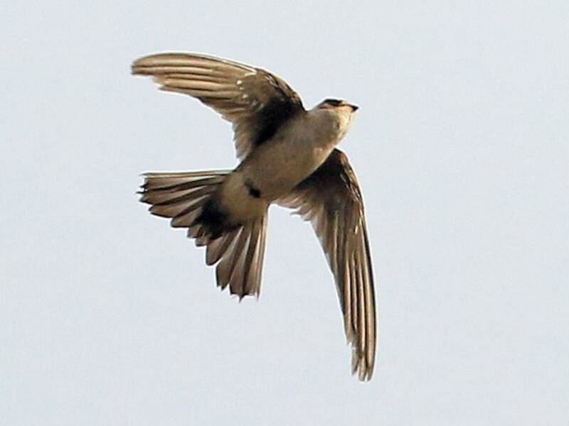 Andean Swift