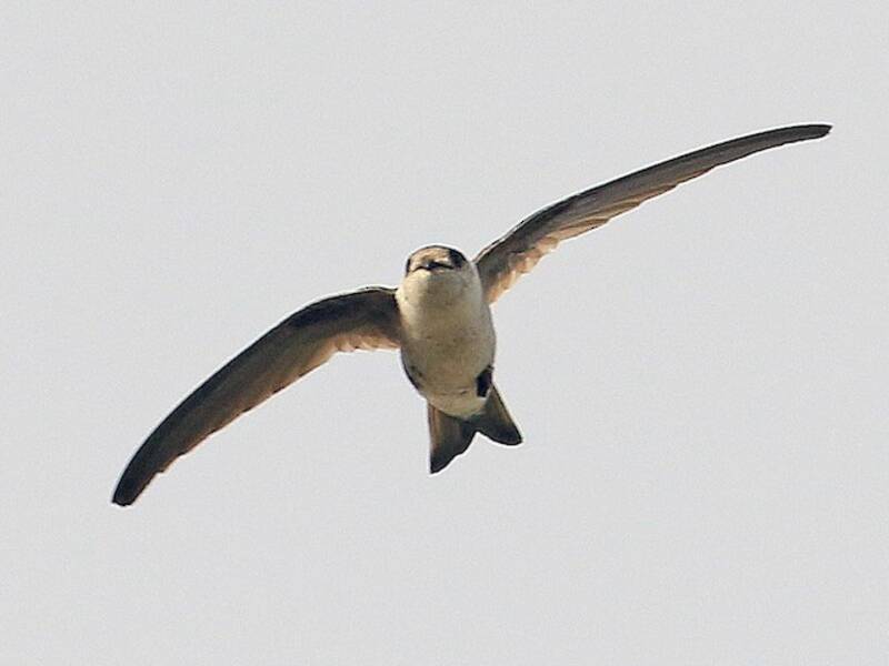Andean Swift, Photos 4