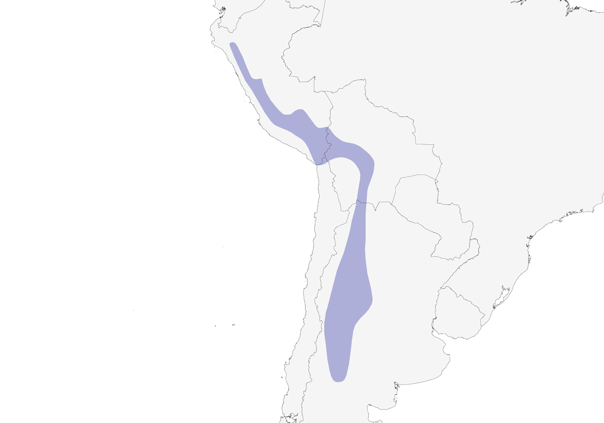 Andean Swift, Distribution 1