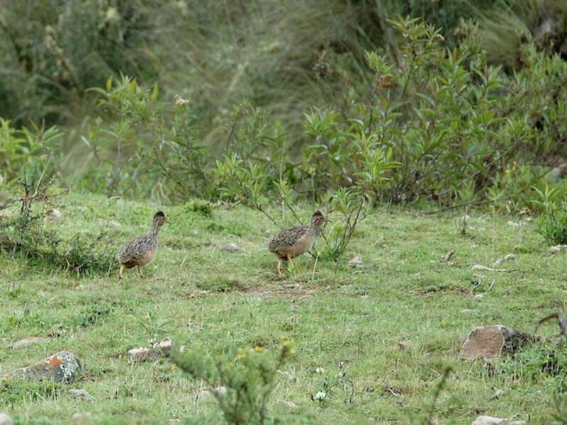 Andean Tinamou