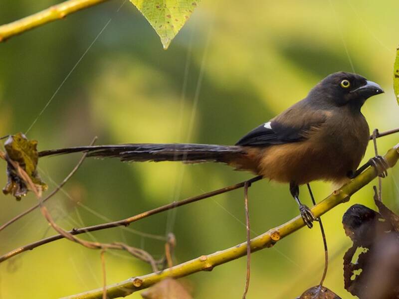 Andaman Treepie, 照片 3