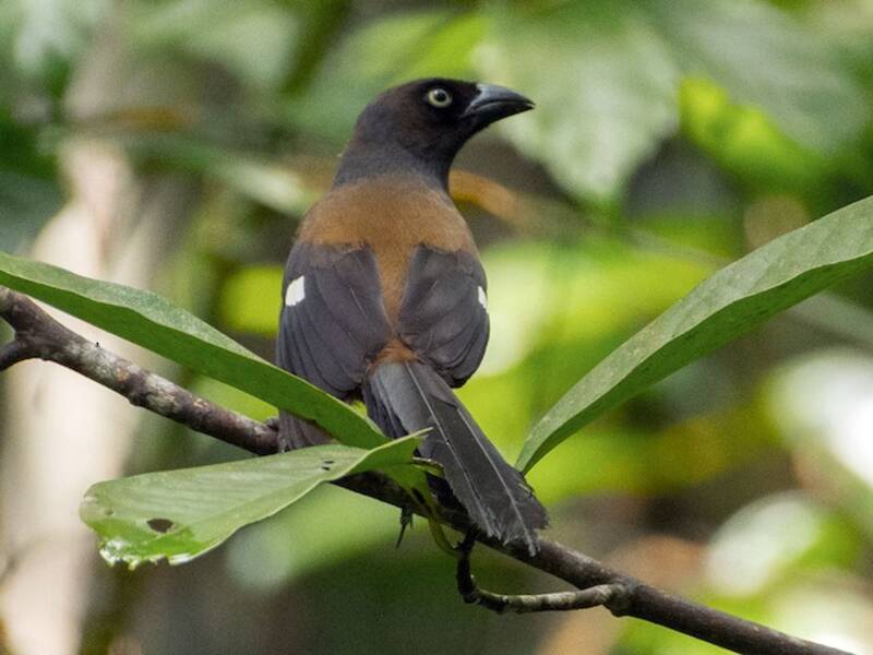 Andaman Treepie, 照片 4