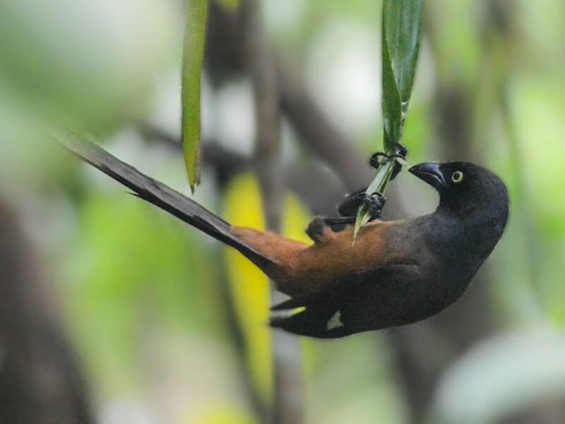 Témia des Andaman