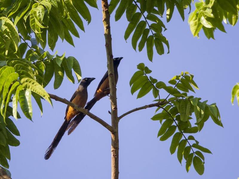 Andaman Treepie, 照片 2