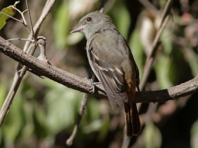 Plumbeous Black-Tyrant