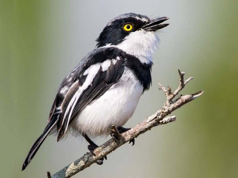 Angola Batis