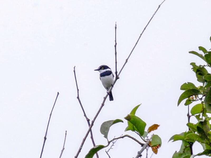 Angola Batis, 照片 4