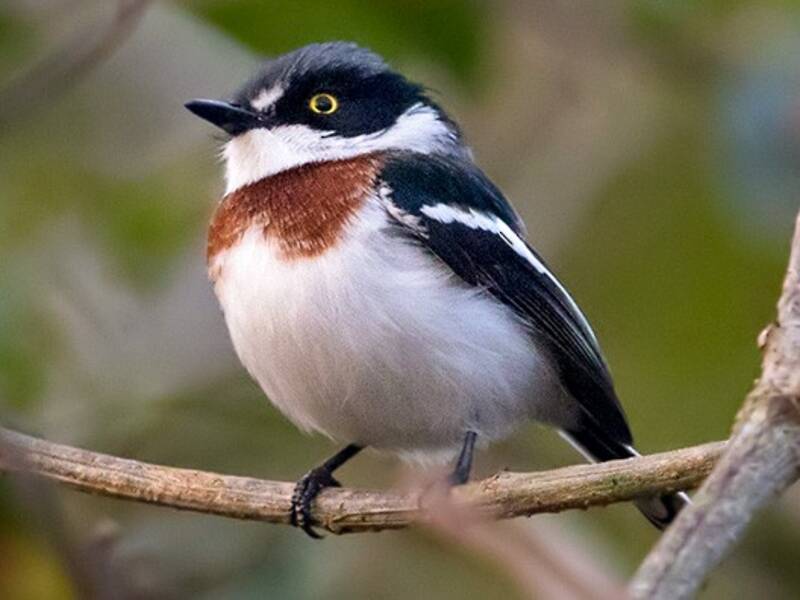 Angola Batis, 照片 3