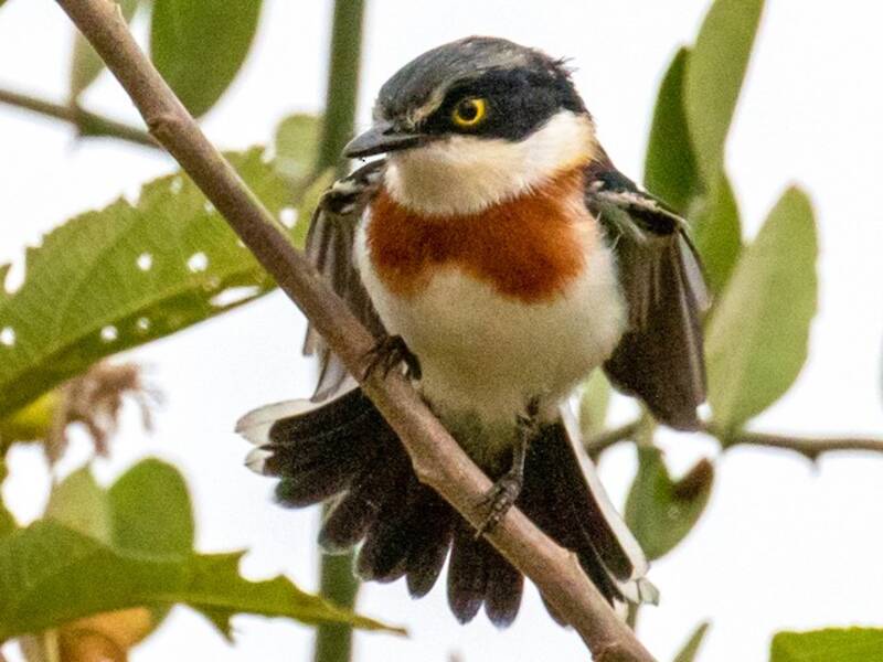Angola Batis, 照片 2