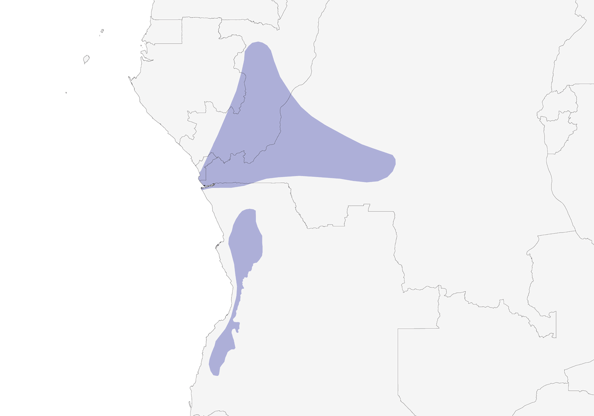 Angola Batis, 分布 1