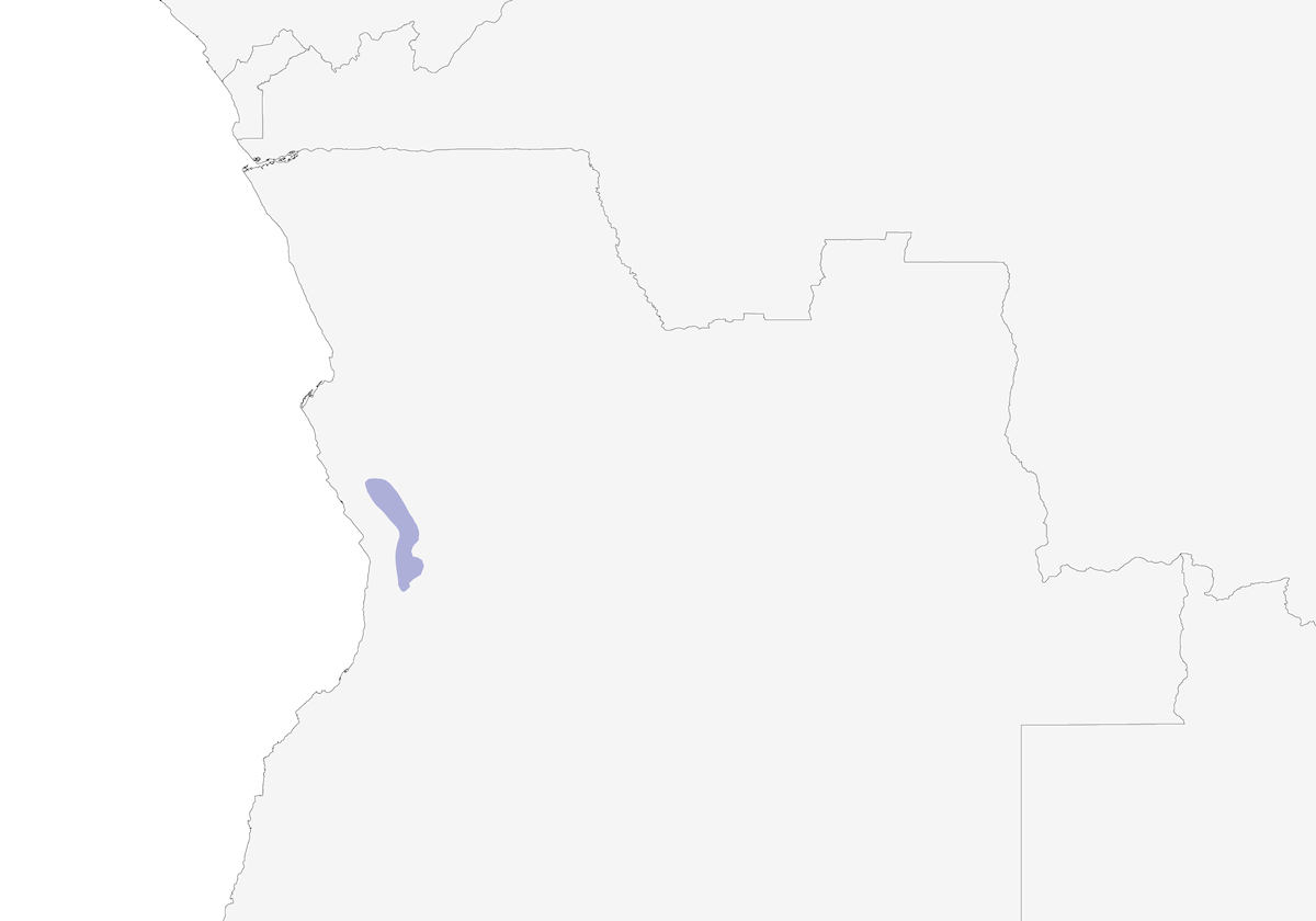 Alcaudón Casco de Angola, Distribución 1