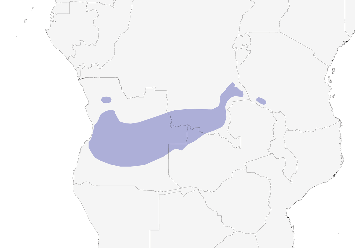 Angola-Lerche, Verbreitung 1