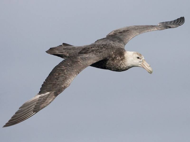 Southern Giant-Petrel (Macronectes giganteus)