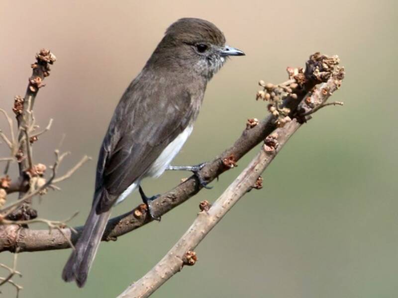 Angola Slaty-Flycatcher, 照片 3