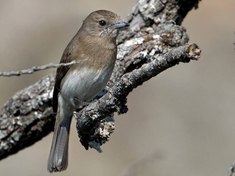 Angola Slaty-Flycatcher