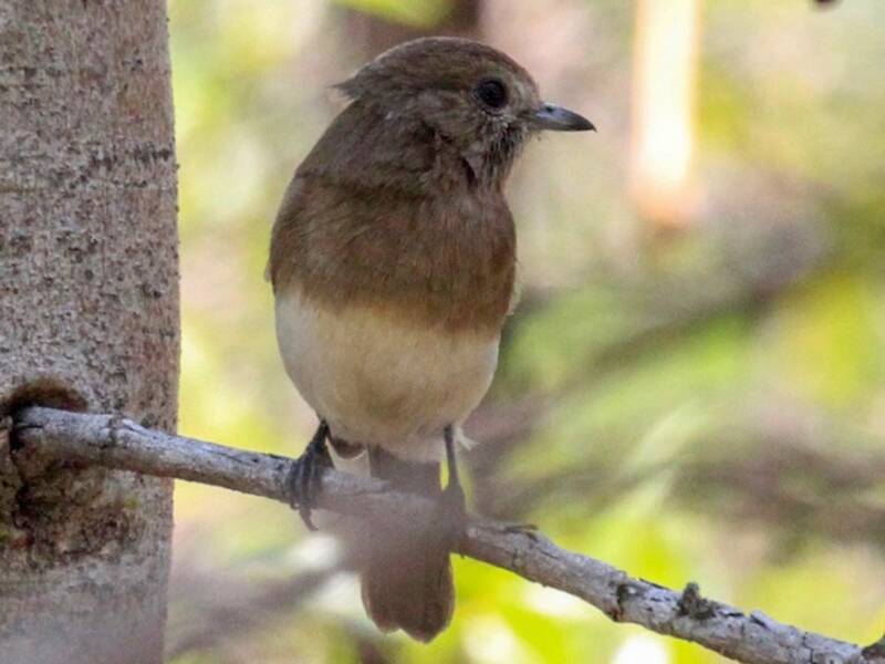 Angola Slaty-Flycatcher, 照片 2
