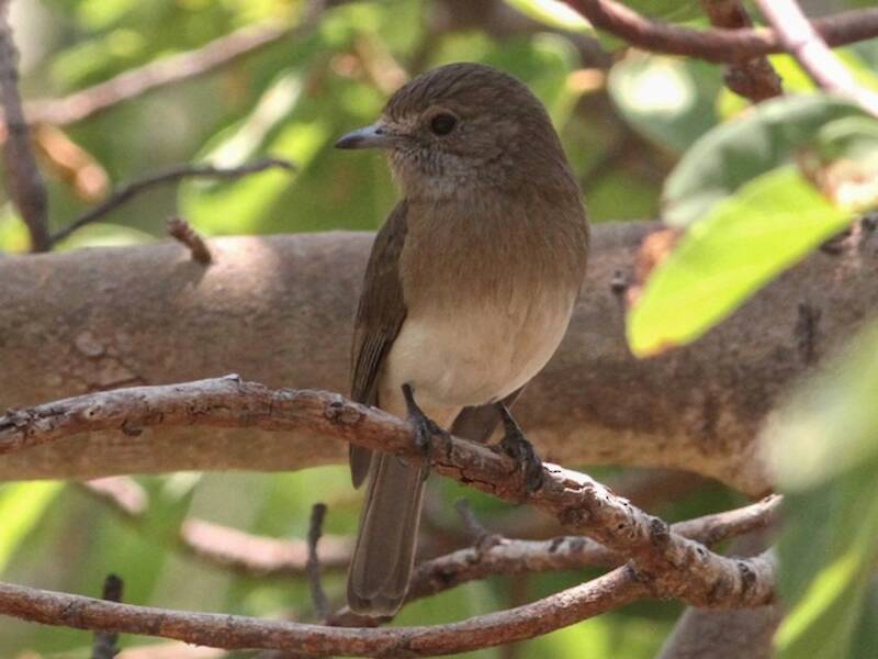 Angola Slaty-Flycatcher, 照片 4