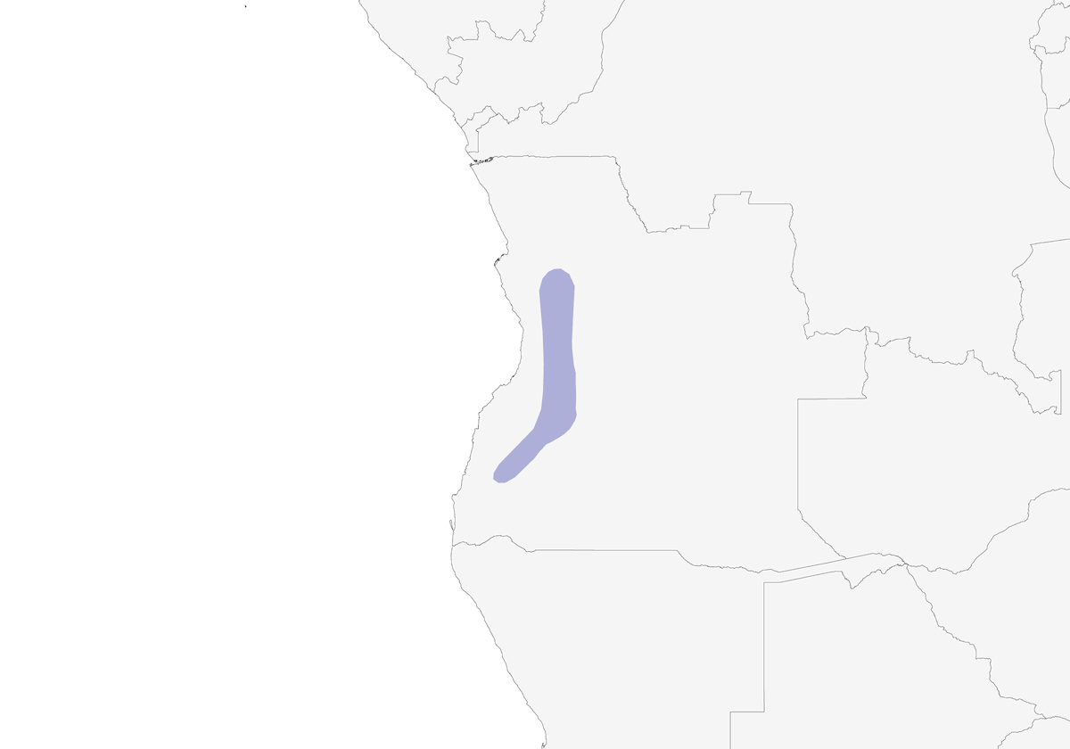 Angola Slaty-Flycatcher, 分布 1