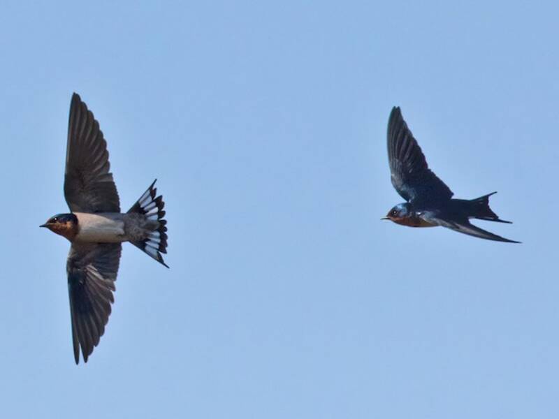 Hirondelle d'Angola, Photos 4