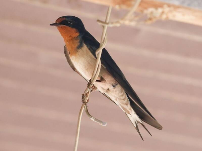 Hirondelle d'Angola, Photos 3