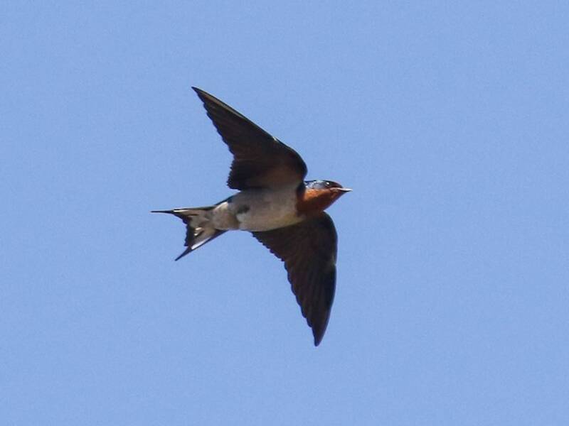 Hirondelle d'Angola, Photos 2