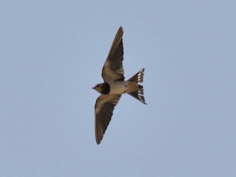 Angola Swallow