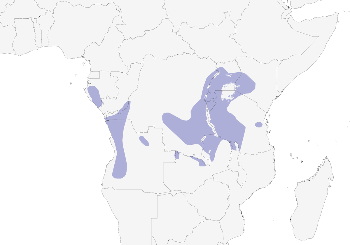 Hirondelle d'Angola, Distribution 1