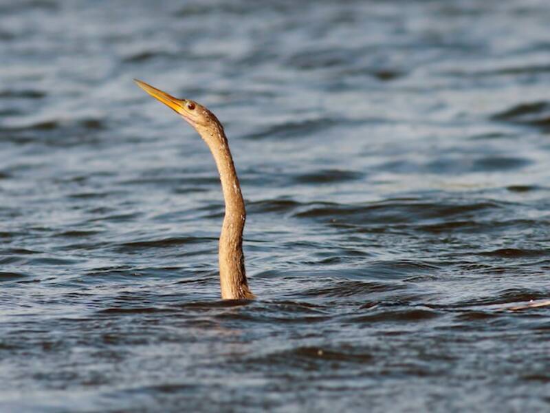 Aninga, Foto 4