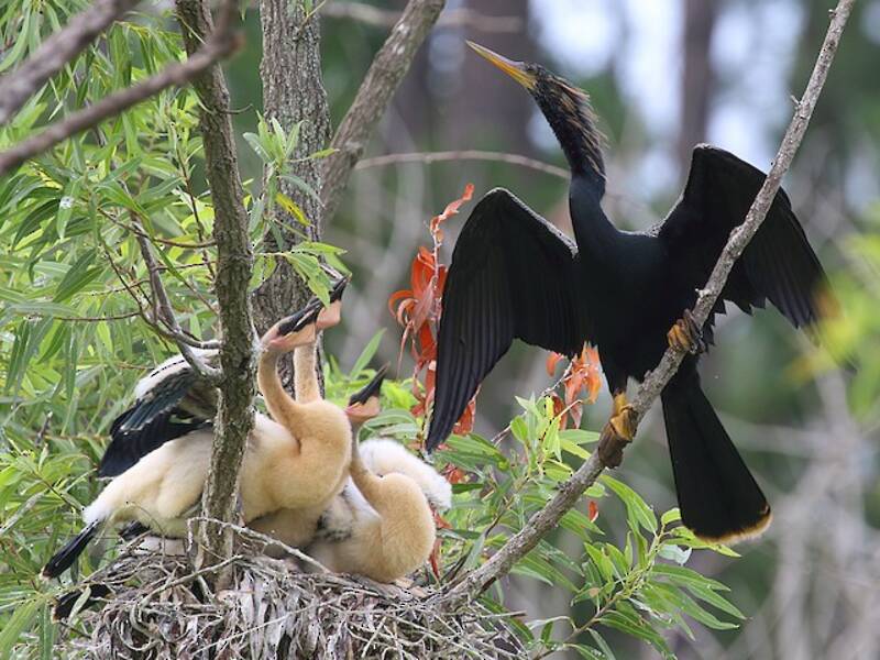 Aninga, Foto 2