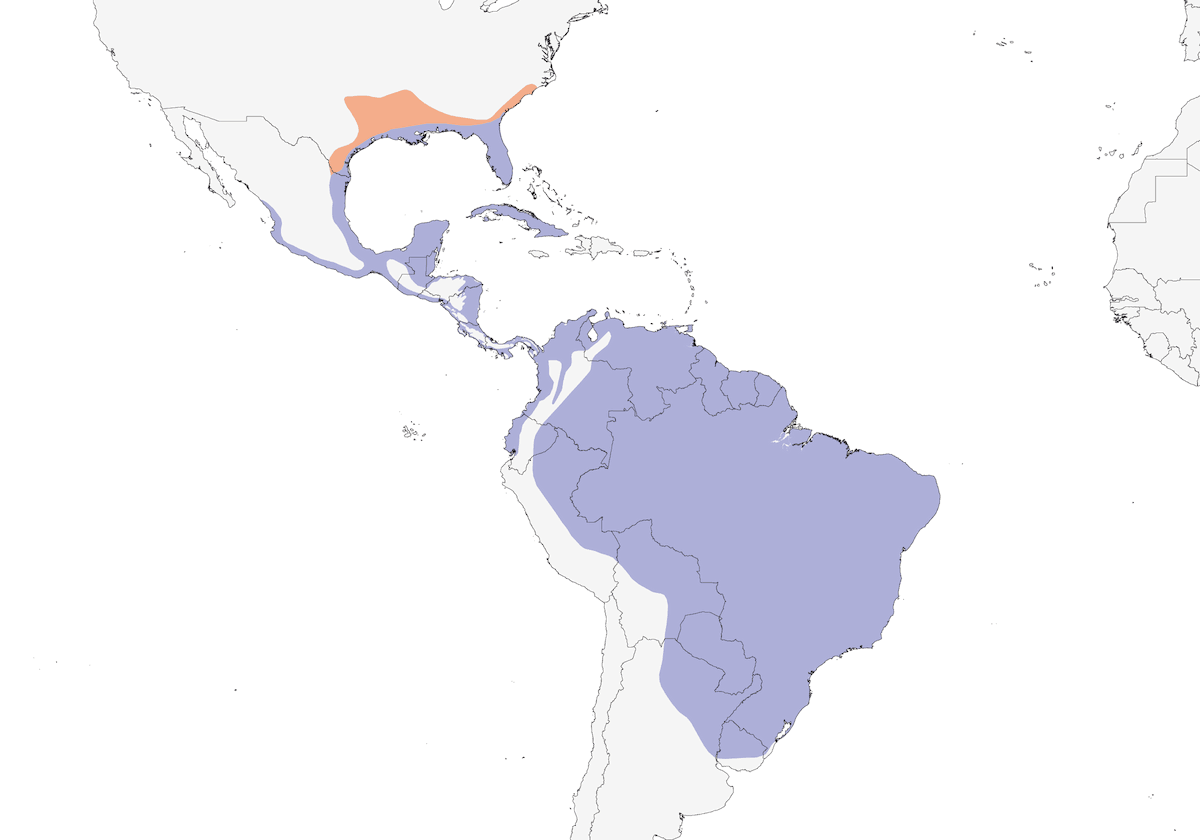 Aninga, Distribuzione 1