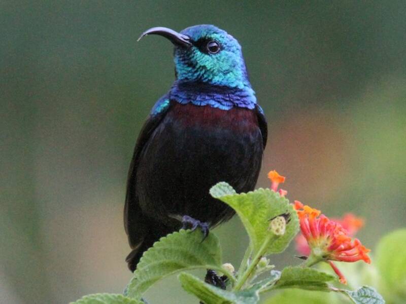 Anjouan-Nektarvogel, Fotos 2