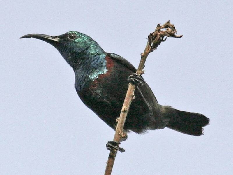Anjouan-Nektarvogel, Fotos 4